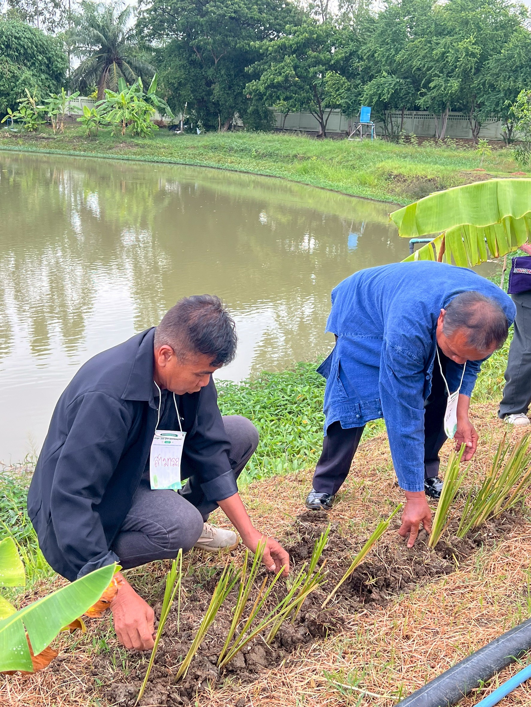 title - แปลงสาธิตการปลูกแฝก หลักสูตร 